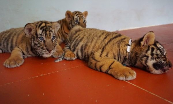 15 cá thể hổ tại Nghệ An chuẩn bị có nơi ở mới