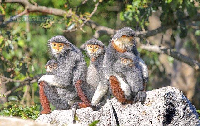 Bán đảo Sơn Trà Đà Nẵng: Gặp “nữ hoàng linh trưởng” giữa rừng và biển