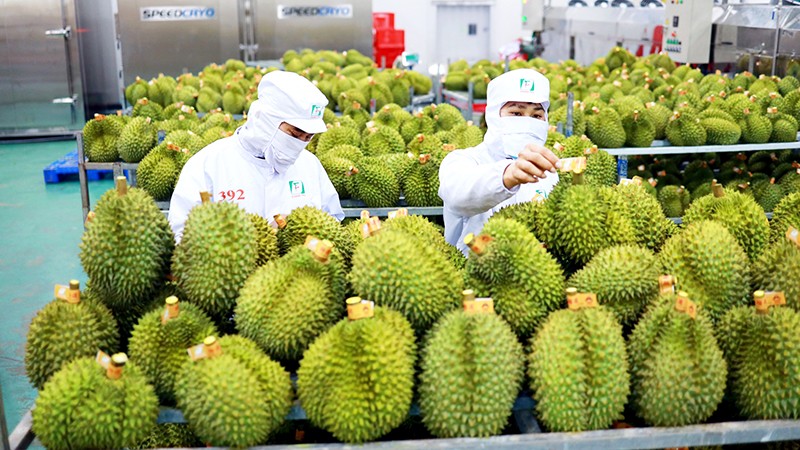 Xuất khẩu rau quả 7 tháng đạt hơn 3,25 tỷ USD, tăng 69% so với cùng kỳ