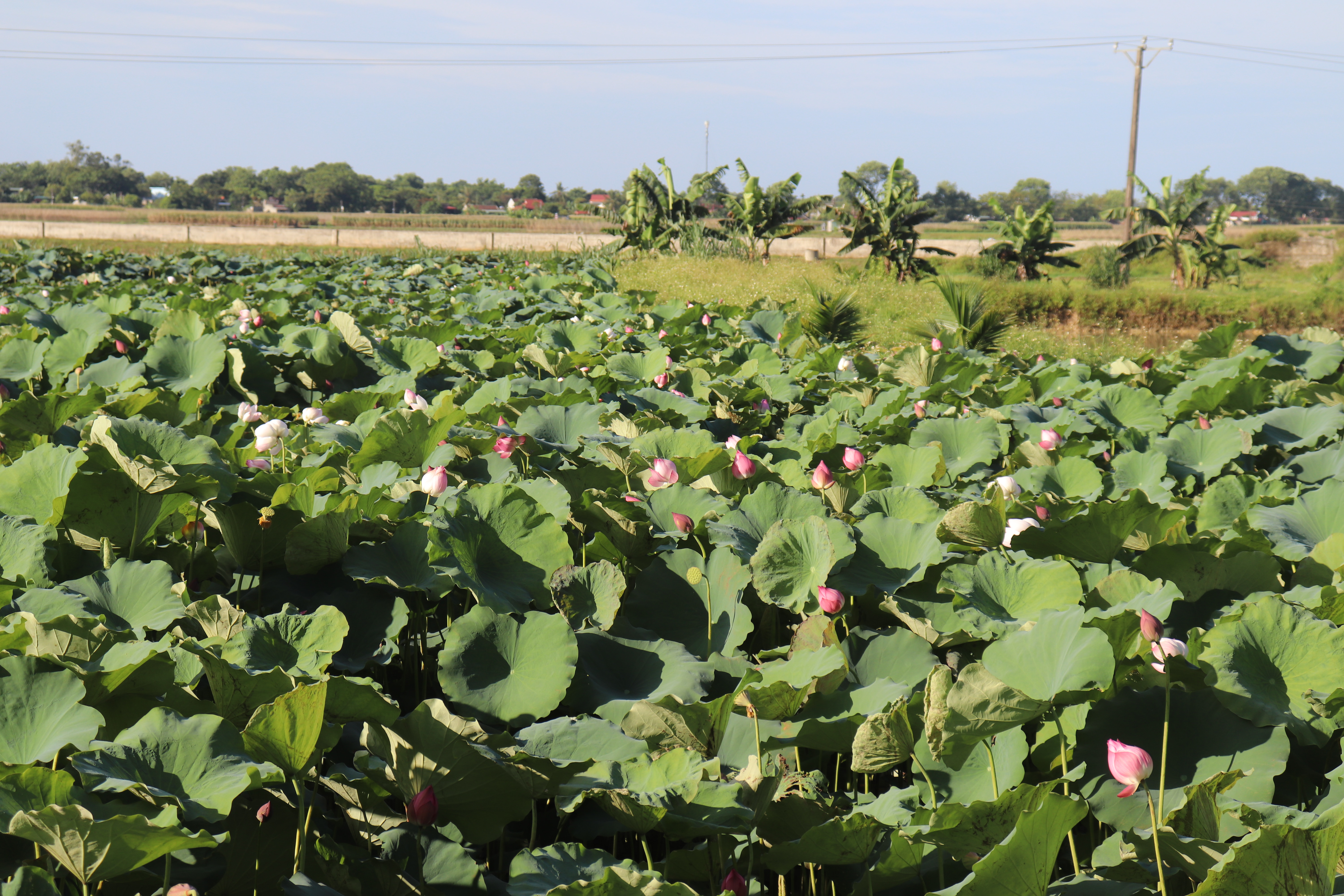 212m-30-ha-dat-l227o-n244ng-o-thanh-h243a-nu244i-trong-du-thu-cho-thu-nhap-gan-3-ty-dongnam_2.jpg 212m-30-ha-dat-l227o-n244ng-o-thanh-h243a-nu244i-trong-du-thu-cho-thu-nhap-gan-3-ty-dongnam_2.jpg