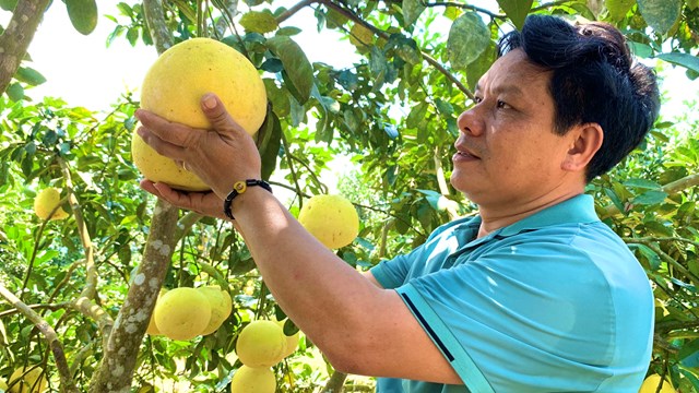 'Đút túi' bộn tiền nhờ mang cây đặc sản ở Hà Tĩnh về trồng ở Quảng Bình