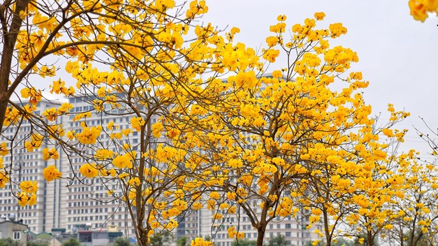 'Ngất ngây' với con đường hoa phong linh nở vàng rực rỡ ở Hà Nội 