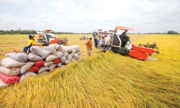 4 tỉnh ĐBSCL tạo thuận lợi tối đa cho tiêu thụ lúa gạo