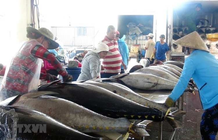 Ai Cập - thị trường tiềm năng cho sản phẩm cá ngừ đóng hộp Việt Nam