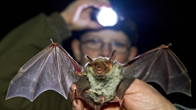 Ấn Độ phát hiện kháng thể với virus Nipah ở 2 loài dơi