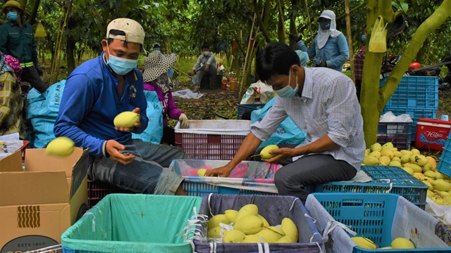 An Giang: Giá xoài thấp 'kỉ lục', nông dân lao đao