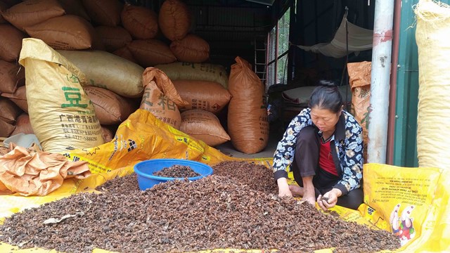 an-hoa-chat-luong-duoc-lieu-trung-quoc-nhap-lau_2.jpg