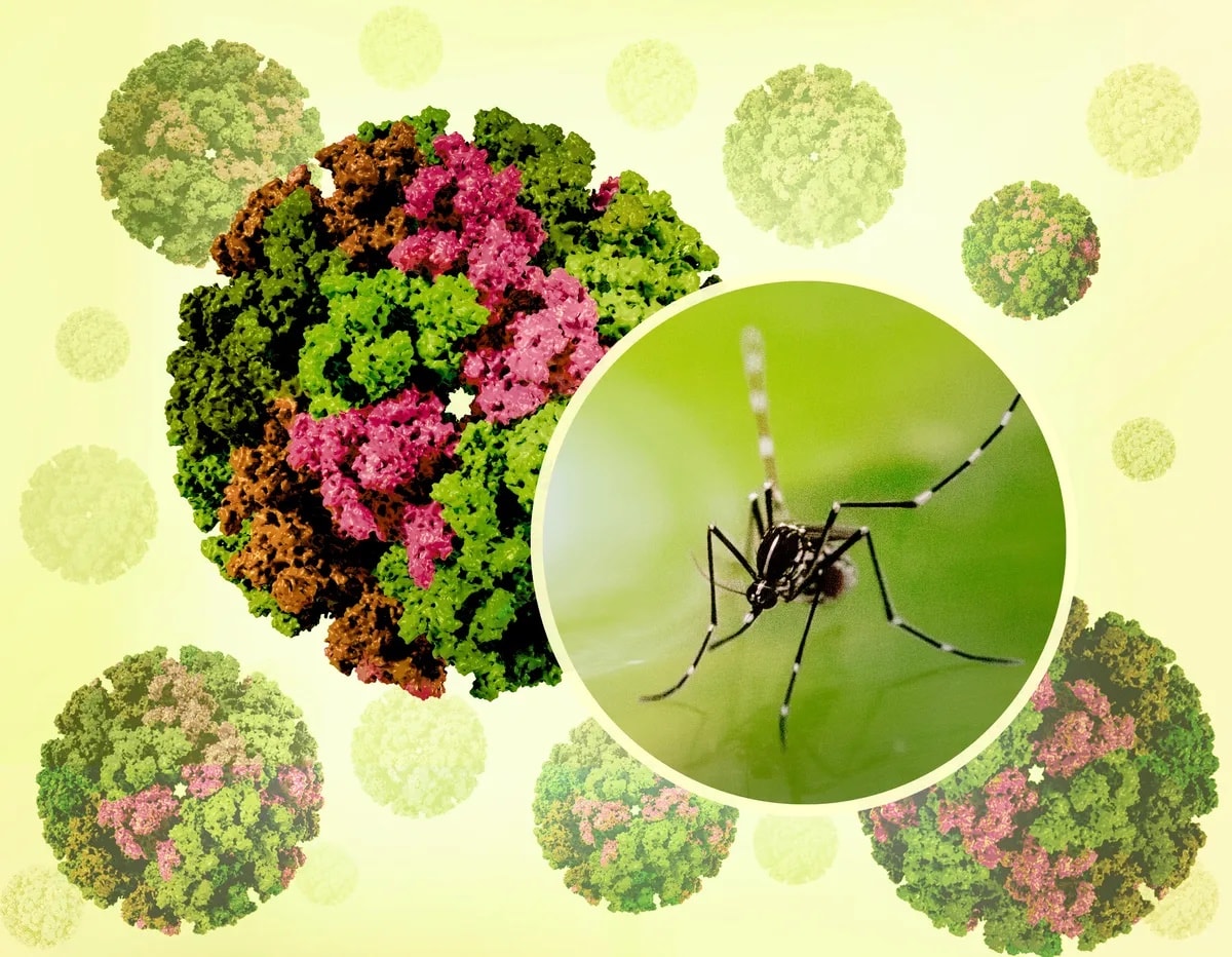 Chikungunya là bệnh gì và khác sốt xuất huyết ra sao?