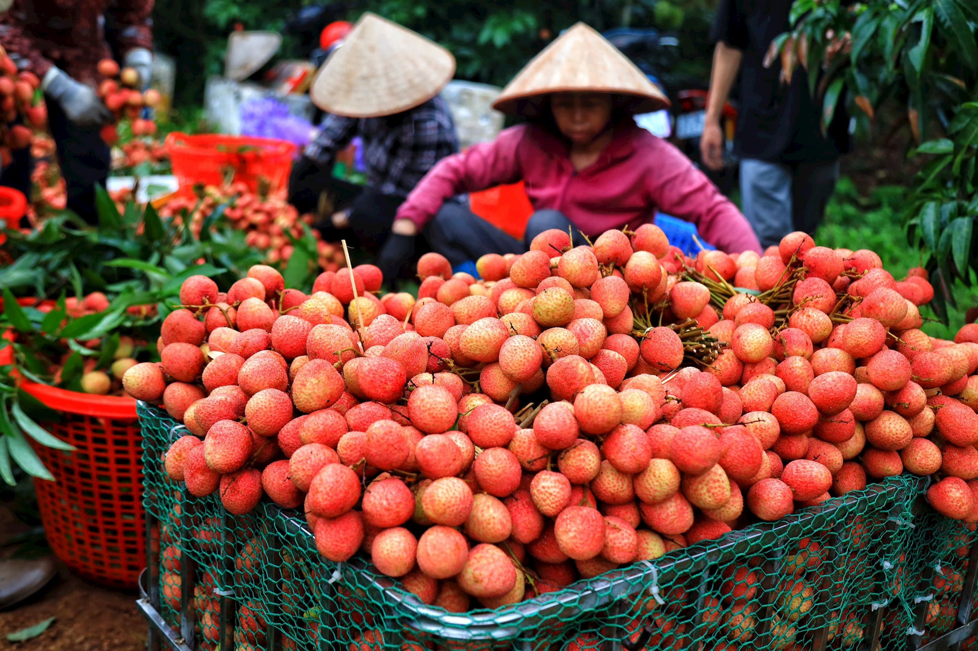 Khẳng định thương hiệu nông sản Việt xuất khẩu