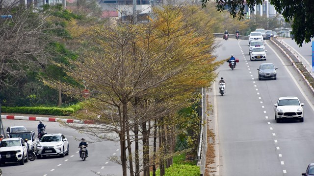 [ẢNH] Mê mẩn với sắc vàng của cây cối trên nhiều tuyến đường Hà Nội