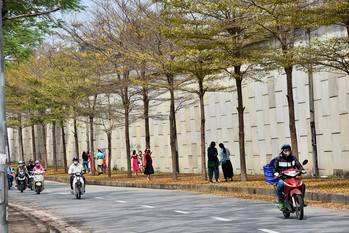 anh-m234-man-voi-sac-v224ng-cua-c226y-coi-tr234n-nhieu-tuyen-duong-h224-noi_1.jpeg