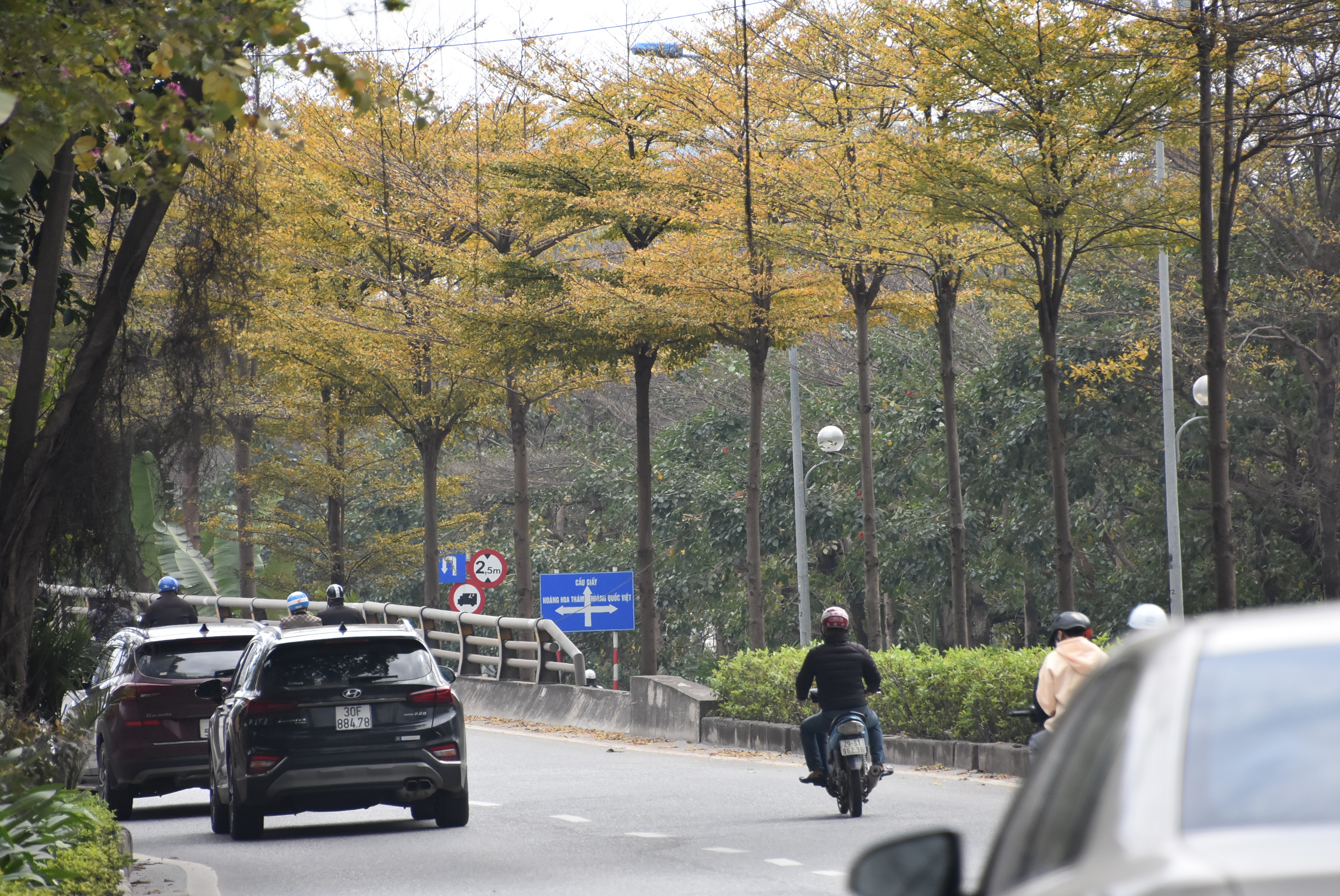 anh-m234-man-voi-sac-v224ng-cua-c226y-coi-tr234n-nhieu-tuyen-duong-h224-noi_11.jpeg