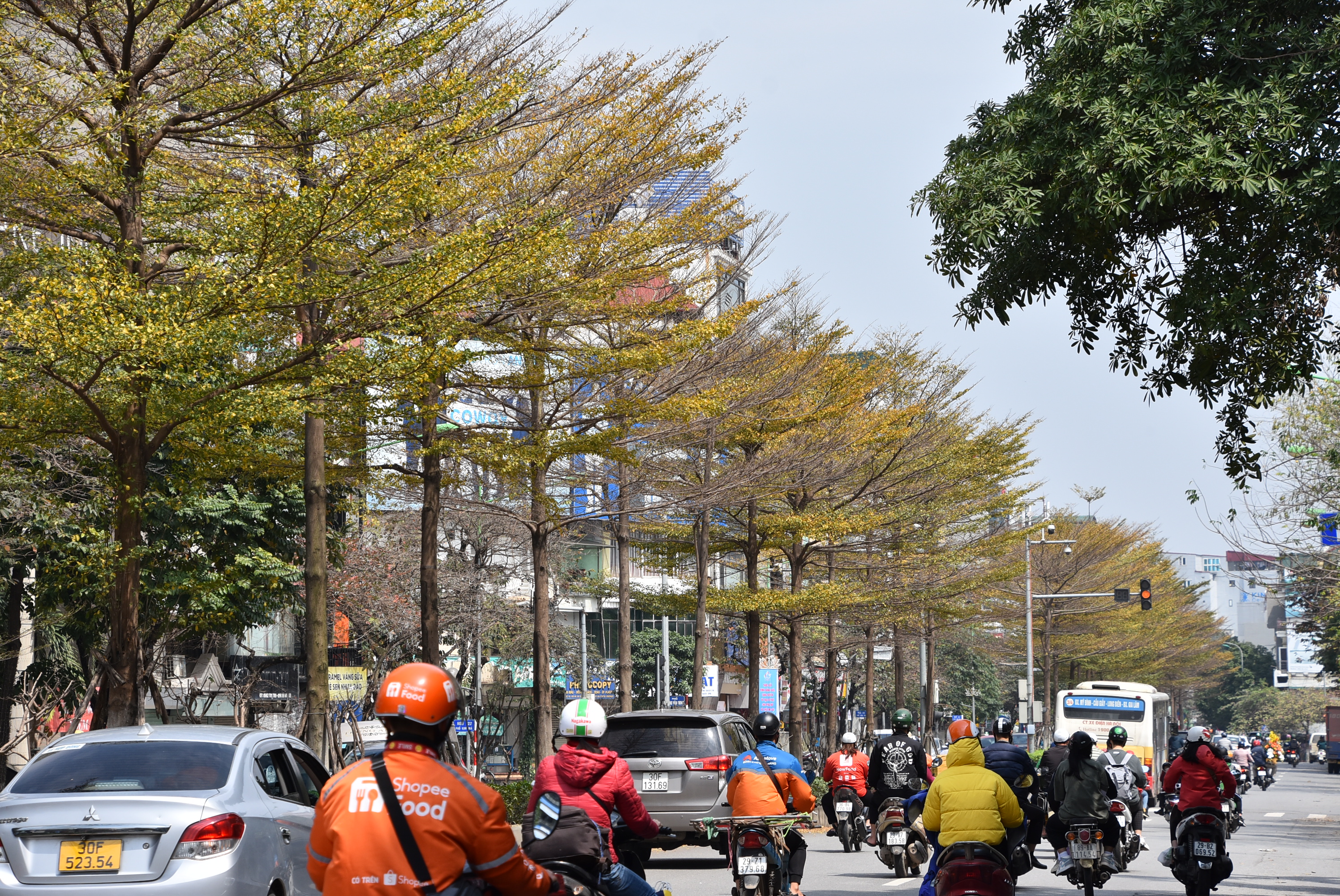 anh-m234-man-voi-sac-v224ng-cua-c226y-coi-tr234n-nhieu-tuyen-duong-h224-noi_13.jpeg