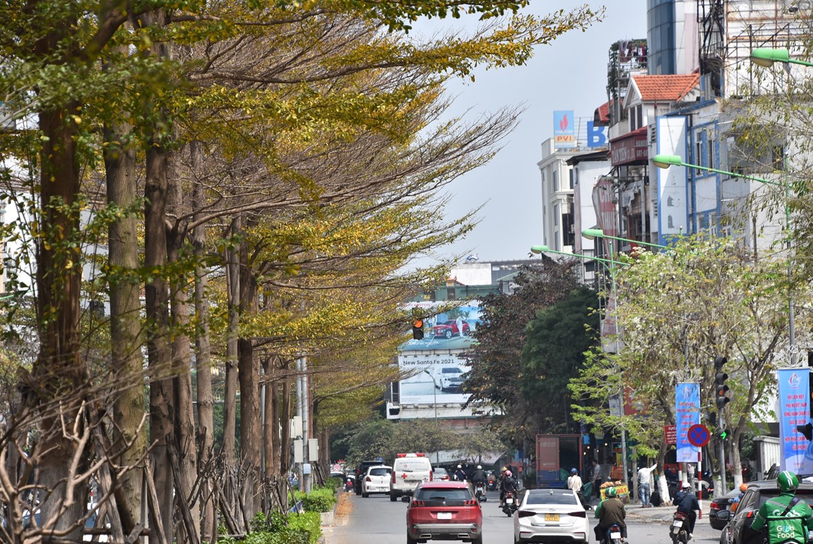 anh-m234-man-voi-sac-v224ng-cua-c226y-coi-tr234n-nhieu-tuyen-duong-h224-noi_14.jpeg