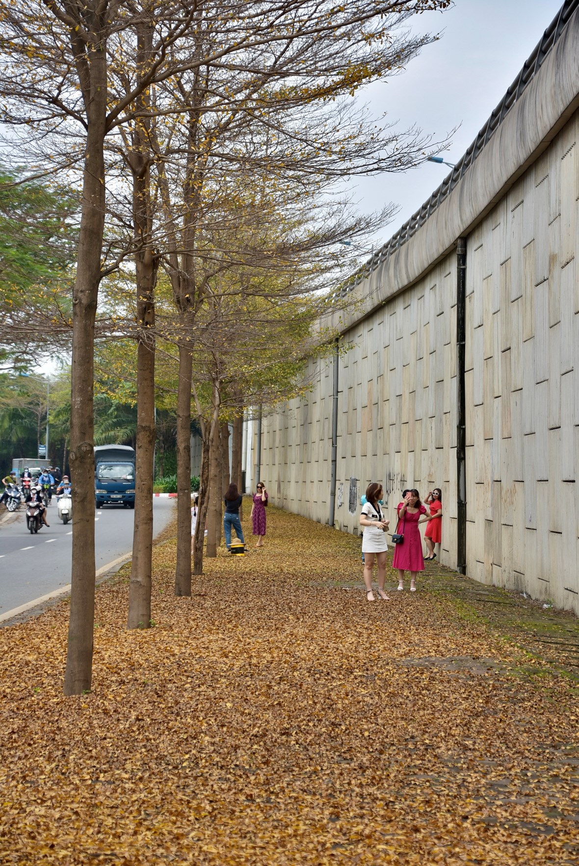 anh-m234-man-voi-sac-v224ng-cua-c226y-coi-tr234n-nhieu-tuyen-duong-h224-noi_5.jpeg