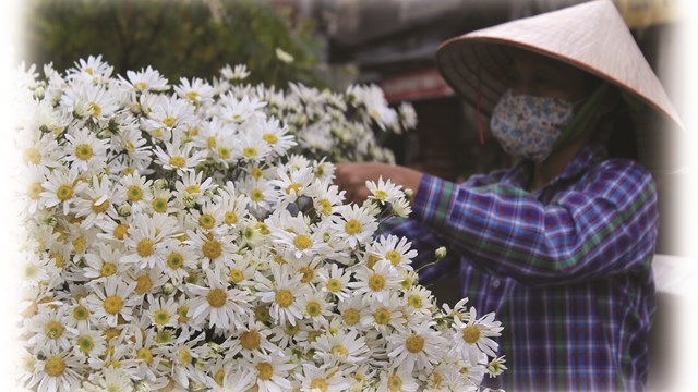 [ẢNH] Mùa cúc họa mi