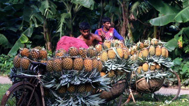 Mùa thu hoạch dứa nở rộ ở Bangladesh