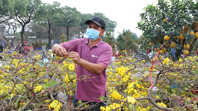 ẢNH: Mai vàng 'đất võ' ảm đạm giữa chợ Xuân Hà Nội