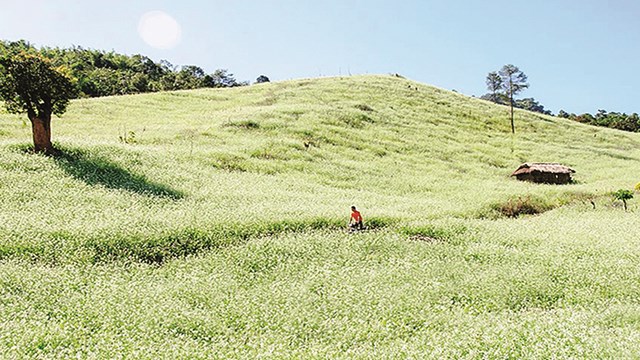 [ẢNH] Mộc Châu mùa cải trắng
