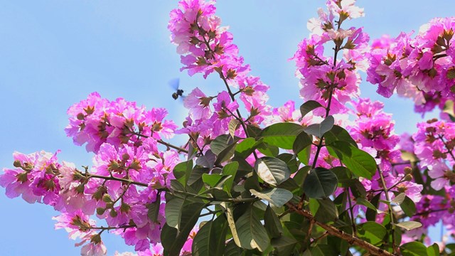 Ngắm hoa bằng lăng 'đẹp ngất ngây' trên đường phố Hà Nội