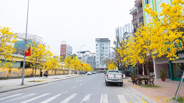 [Ảnh] Ngỡ ngàng trước vẻ đẹp của hoa chuông vàng tại Móng Cái
