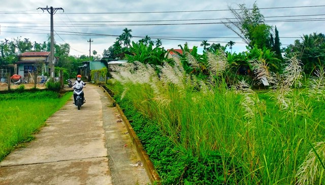 anh-quang-nam-ngo-ng224ng-khi-hoa-co-lau-tr224n-ngap-tr234n-c225nh-dong-qu234_1.jpg
