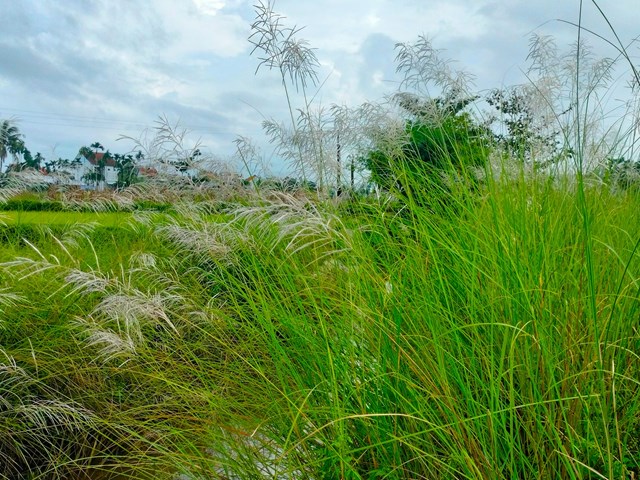 anh-quang-nam-ngo-ng224ng-khi-hoa-co-lau-tr224n-ngap-tr234n-c225nh-dong-qu234_11.jpg