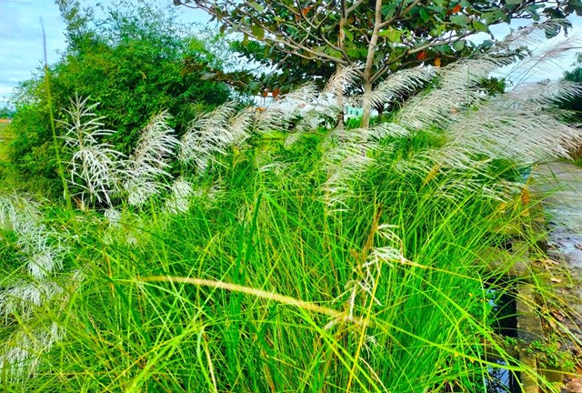 anh-quang-nam-ngo-ng224ng-khi-hoa-co-lau-tr224n-ngap-tr234n-c225nh-dong-qu234_9.jpg