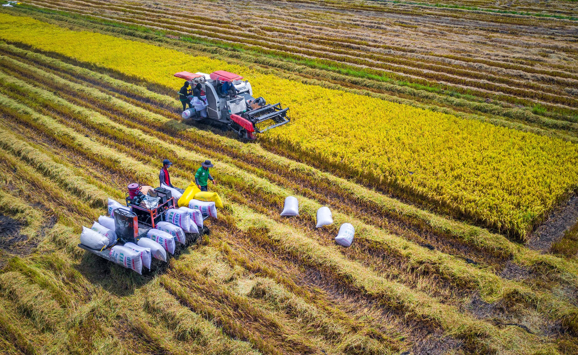 Nông nghiệp khẳng định vai trò 'bệ đỡ' 