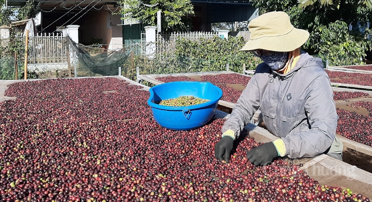 Ba Lan tăng nhập khẩu cà phê Việt