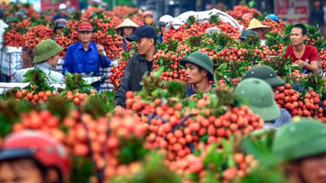 Bắc Giang thu hơn 6.800 tỷ đồng từ vụ vải thiều năm 2021