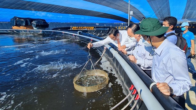 Bạc Liêu: Đẩy mạnh nuôi tôm ứng dụng công nghệ cao