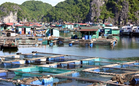 Ban hành Chương trình Quốc gia phát triển nuôi trồng thủy sản giai đoạn 2021 - 2030 