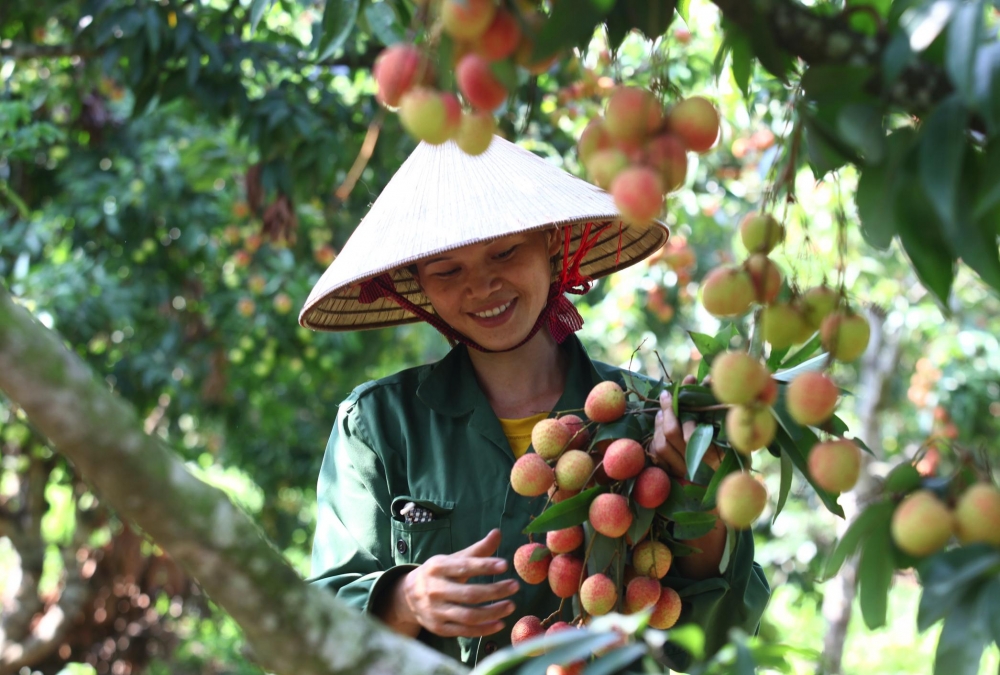 Bảo hộ sở hữu trí tuệ: Mở đường cho nông sản tiếp cận thị trường nước ngoài