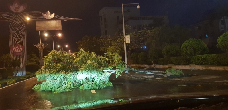 Cây xanh đổ, ngã tại thành phố Đông Hà, Quảng Trị