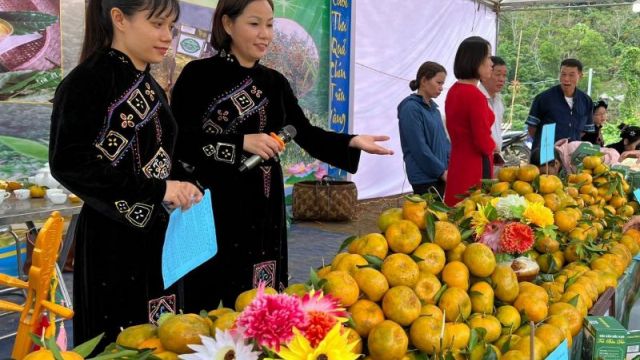 Bảo tồn và phát triển thương hiệu quýt Bắc Kạn