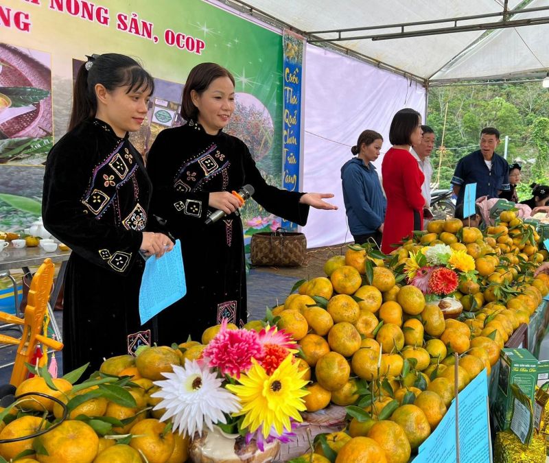 Bắc Kạn có sản phẩm quýt thơm ngon, mang nguồn gen quý, có tiếng lâu nay được người tiêu dùng gần xa ưa chuộng Bắc Kạn có sản phẩm quýt thơm ngon, mang nguồn gen quý, có tiếng lâu nay được người tiêu dùng gần xa ưa chuộng