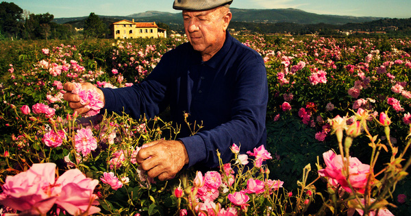 Bí mật bên trong nông trại Mul, nơi trồng hoa cho Chanel làm nước hoa 