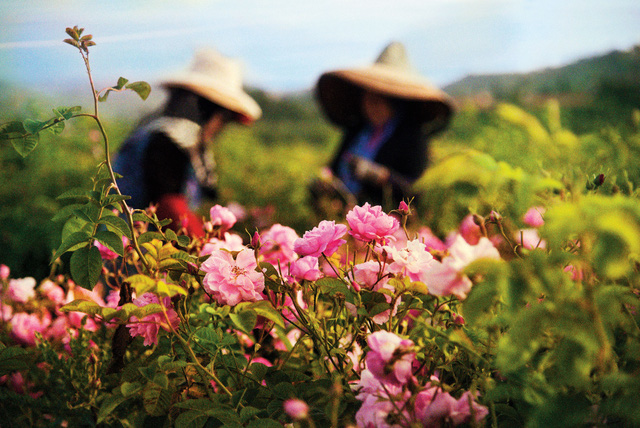 Bí mật bên trong nông trại Mul, nơi trồng hoa cho Chanel làm nước hoa - Ảnh 3.