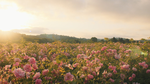Bí mật bên trong nông trại Mul, nơi trồng hoa cho Chanel làm nước hoa - Ảnh 6.