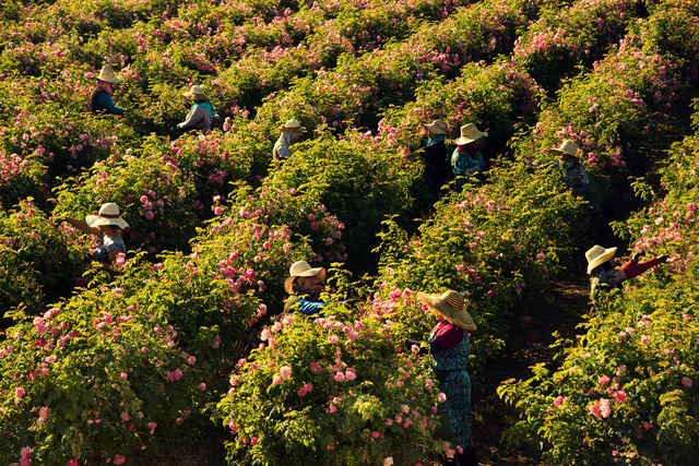 Bí mật bên trong nông trại Mul, nơi trồng hoa cho Chanel làm nước hoa - Ảnh 7.