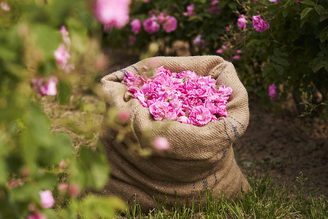 Bí mật bên trong nông trại Mul, nơi trồng hoa cho Chanel làm nước hoa - Ảnh 8.