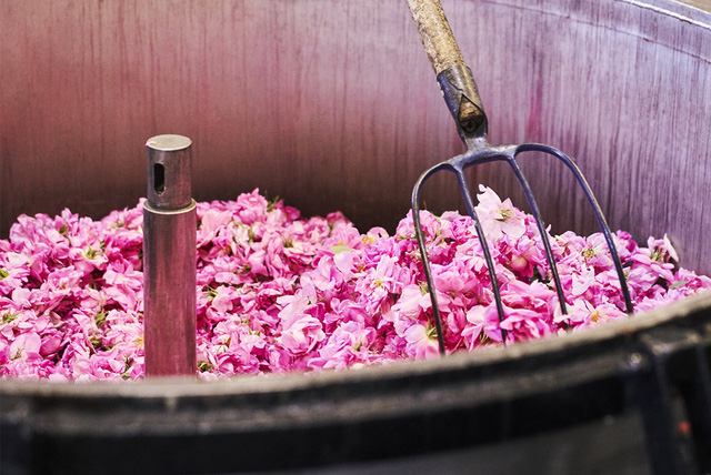 Bí mật bên trong nông trại Mul, nơi trồng hoa cho Chanel làm nước hoa - Ảnh 9.