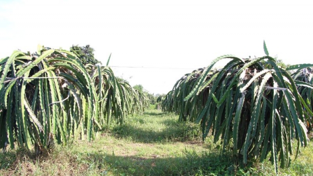 Bình Thuận phát triển bền vững cây thanh long