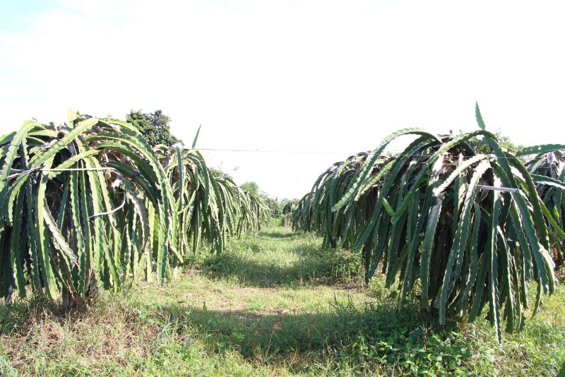 Phấn đấu đến năm 2030, diện tích cây thanh long toàn tỉnh ổn định khoảng 25.000 ha Phấn đấu đến năm 2030, diện tích cây thanh long toàn tỉnh ổn định khoảng 25.000 ha