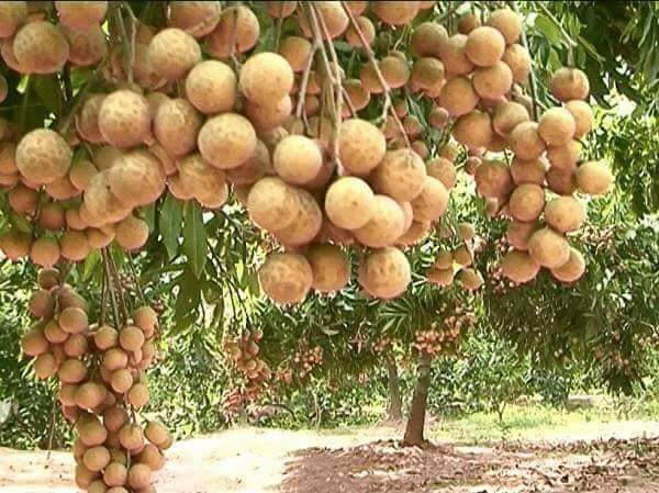 Bộ Công Thương gấp rút chuẩn bị sự kiện xúc tiến tiêu thụ nhãn lồng Hưng Yên quy mô lớn