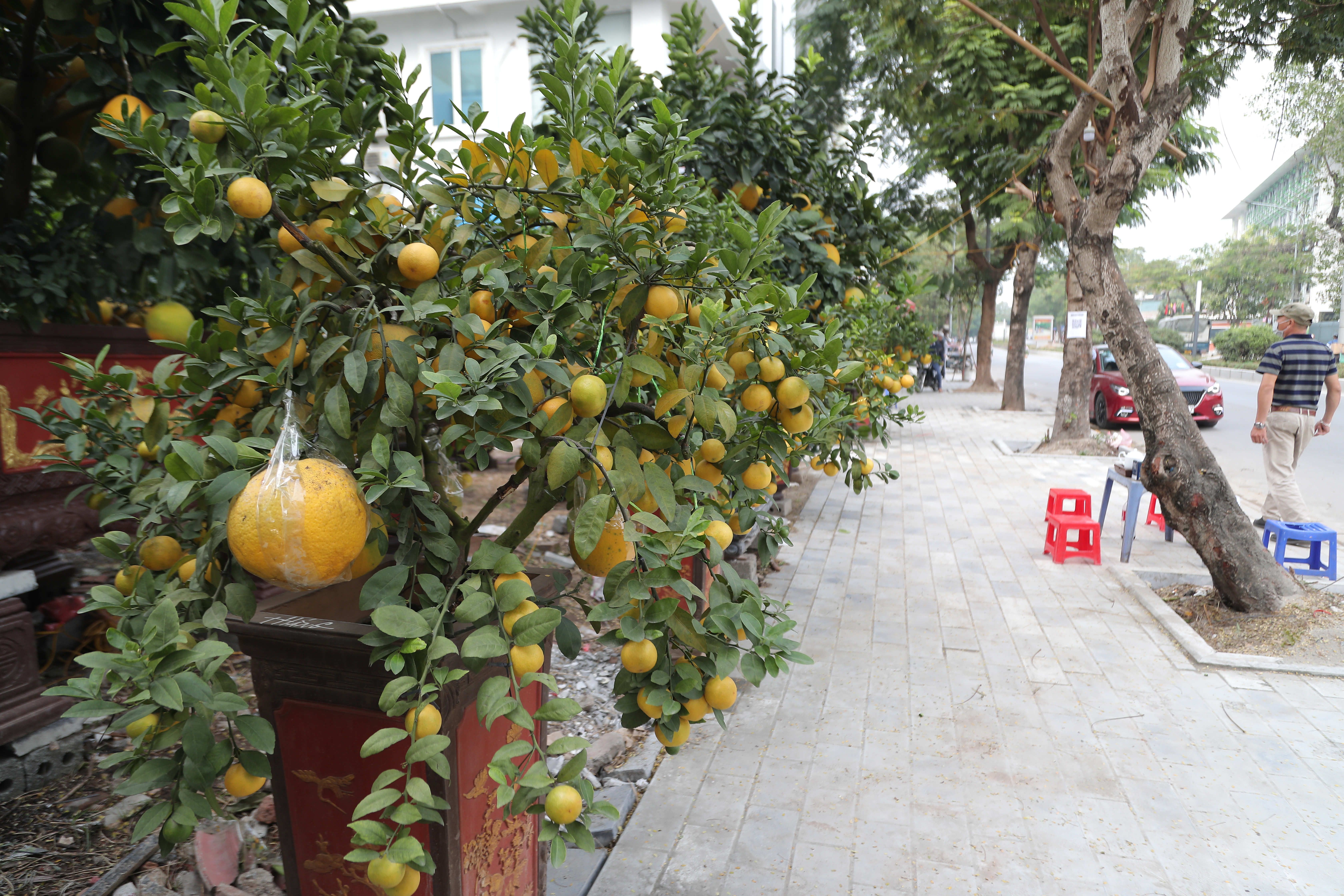 buoi-canh-chanh-tu-qu253-39n244-nuc39-xuong-pho-d243n-tet-som_8.jpg buoi-canh-chanh-tu-qu253-39n244-nuc39-xuong-pho-d243n-tet-som_8.jpg