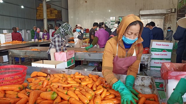 Cà rốt 'bước ra' thế giới
