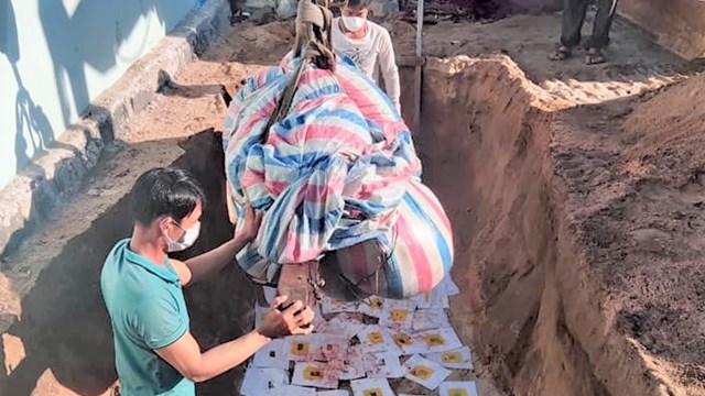 Cá Ông nặng gần 1 tấn dạt vào đảo Lý Sơn