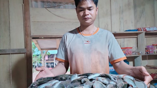 Cá mát - Đặc sản 'gây thương nhớ' ở vùng cao Quảng Trị